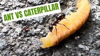 Ant Versus Huge Caterpillar [upl. by Yboj11]