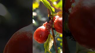 Bud fruits amp emmetsquot । VIVEK PATHAK। nature viralshort viralvideo trending [upl. by Aros]