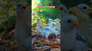 Chicks chirpingChick sound chick chicks chicken pets nature birds [upl. by Oribel]