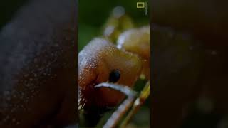 ophiocordyceps fungus shorts shortsvideos [upl. by Hajed]