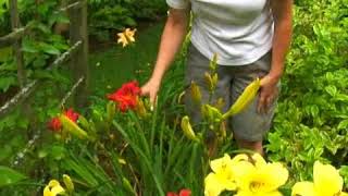 How to Shade Daylilies [upl. by Milone212]