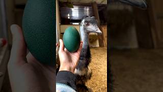 5 Incredible Mammals That Lay Eggs – You Wont Believe 3 [upl. by Londoner284]