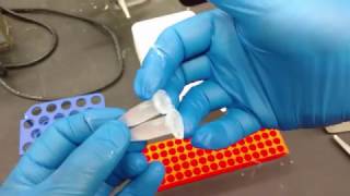 DNA Isolation From Phage Lysate [upl. by Tybi]