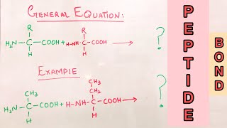 Peptide Bond Formation I Macromolecule I pakchemist [upl. by Nashom]