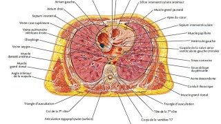 anatomie de loesophage [upl. by Notsehc]