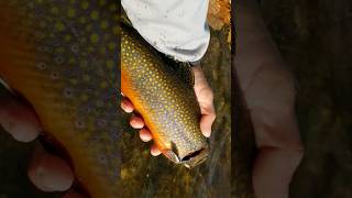 SENDING THEM BACK MAINE BROOK TROUT REALEASE VIDEO [upl. by Noiemad]