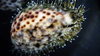 Facts The Tiger Cowrie [upl. by Eninnej426]