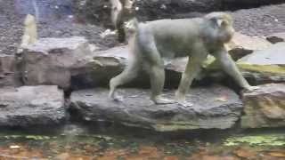 Mandrillen ZOO Antwerpen  Mandrills ZOO Antwerpen [upl. by Marilla]