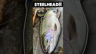 STEELHEAD FISHING shorts steelhead fishing wildtroutman [upl. by Stefano]