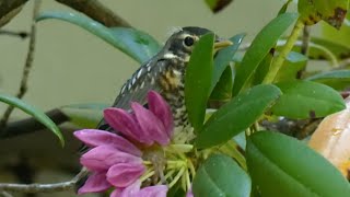 Fledgling robins depart their nest [upl. by Inus906]