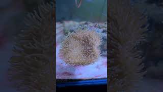 Nice toadstool coral torch coral marine saltwater aquarium hobby nemo clownfish beautiful [upl. by Ybrek]