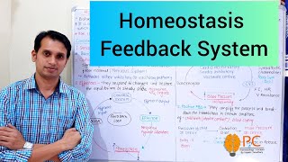 Homeostasis Components and Feedback Mechanism of Cellular Homeostasis [upl. by Edva]