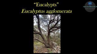 Eucalyptus ID  Eucalyptus agglomerata Blueleaved Stringybark [upl. by Foskett]