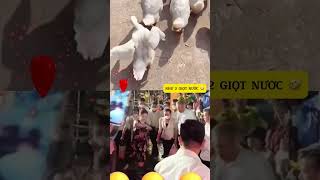 Trông họ thật đẹp 🤣 haihuoc viralvideo suminhtue nguyenphuonghang funny [upl. by Kassia]