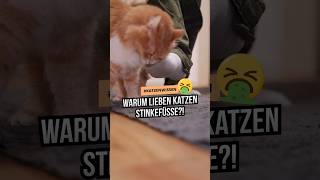 Deshalb lieben Katzen Stinkefüße und Socken  🤮🤣 katzenwissen katzenliebe katzenleben [upl. by Hpesojnhoj792]