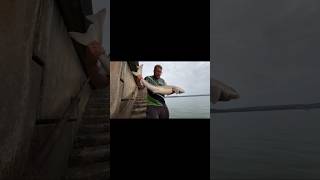 Knab Rock TOPE Shore caught shark seafishingvideos seafishinguk fishing viral seafishing [upl. by Ttcos]