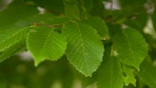 Carpinus betulus  European Hornbeam [upl. by Delamare]