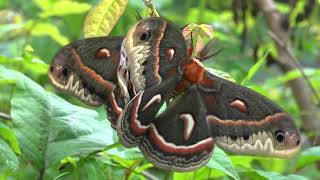 Silk moths Cecropia mating [upl. by Gurevich]