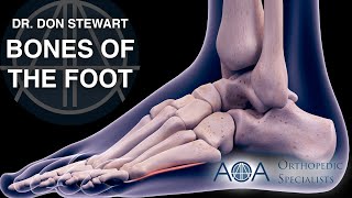 AOA Orthopedic Specialists  The Bones of the Foot  Dr Don Stewart [upl. by Hertberg]