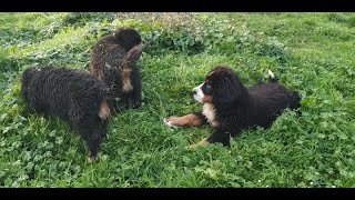 Cachorros de boyero de berna jugando 2 meses  Vlog 29 [upl. by Turro249]