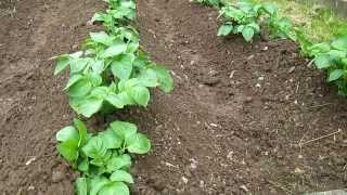 This Simple Method Will INCREASE your Potato Harvests [upl. by Ahsekal]