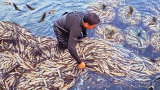 Spectacular！Amazing 4000 Sweetfish Catch Sweetfish Farm in Taiwan 生猛的畫面！4000隻香魚捕撈 台灣香魚養殖 烤香魚 [upl. by Aim]