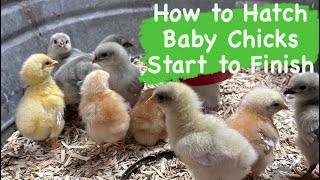 How to Hatch Chicken Eggs Start to Finish It’s Super Easy  Incubating Chicken Eggs [upl. by Bliss921]