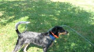 coonhound climbing tree [upl. by Messab]