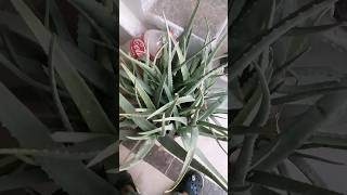 Money Plant and Aloe wera Plant are Friends Review ytshorts moneyplant aloeveraplant houseplant [upl. by Intihw]