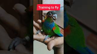 HMS Avairy Blue throated Conure free flight training birds birdlovers viralshorts birdsaviary [upl. by At]