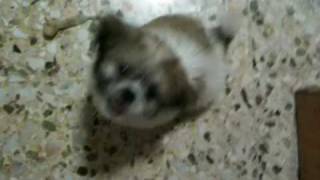 Shih tzu puppy Barking [upl. by Ellimak]