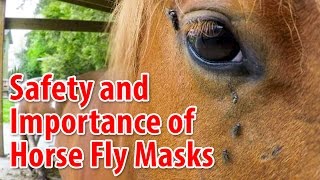 Taking Care Of Horses Safety and Importance of Fly Masks [upl. by Eugeniusz]