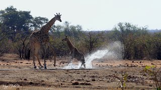 Giraffe and her calf at the waterhole [upl. by Erastes]