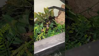 Feeding Venomous Mangrove Snake [upl. by Kynthia]