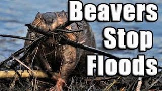 Beaver help prevent flooding [upl. by Hooge]