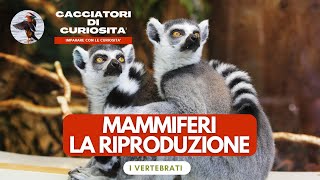 Vertebrati  Mammiferi la riproduzione per la scuola primaria [upl. by Peddada]