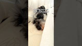 Schnauzer wants to be tucked into bed minischnauzer [upl. by Ronda]