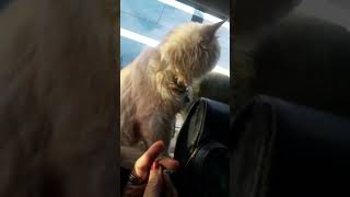 cat in backpack going outside cutespets cutecates catlover catvideos catshorts [upl. by Ryle449]