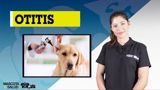 Otitis en Perros  Síntomas Causas y Prevención  Mascota y Salud [upl. by Lleze]