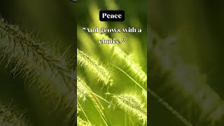 Peace  Marianne Williamson  inspirationalquotes quote shorts [upl. by Nolan]