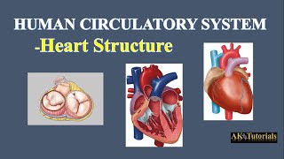 Lec 02 Heart Structure  Human CardioVascular System [upl. by Llennor]