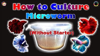 HOW TO CULTURE MICROWORM Without a Starter [upl. by Danaher921]