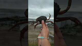 CRAB FIGHTING👀🥊Carcinus Maenas crabfightingbeachnaturecloseupviralvideoshortssubscribelike [upl. by Hplar276]