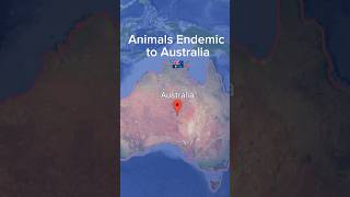 Animals Endemic to Australia 🇦🇺animals nature world [upl. by Stevens]