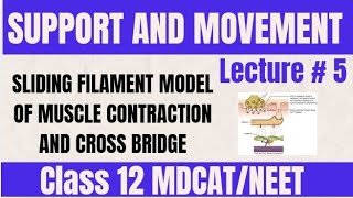 SLIDING FILAMENT MODEL OF MUSCLE CONTRACTION AND CROSS BRIDGE FORMATION LECTURE 5  CLASS 12 [upl. by Romonda]