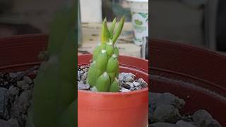 Five plants from One  Eves Needle cactus [upl. by Allertse]