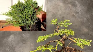 How to Create a Juniper bonsai from a nursery plant Guide for beginners to Form a bonsaitree [upl. by Chelsea]