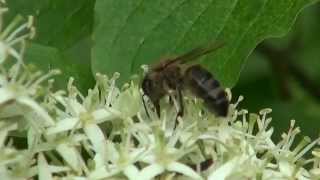 Le cornouiller sanguin et les abeilles [upl. by Sherye]