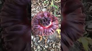 What a beautiful Rafflesia [upl. by Novanod]