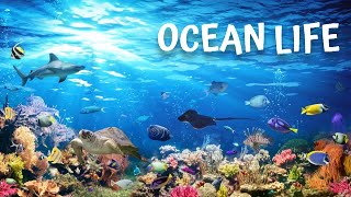 Ocean Life Documentary Unveiling the Mysteries Beneath the Waves [upl. by Ashly]